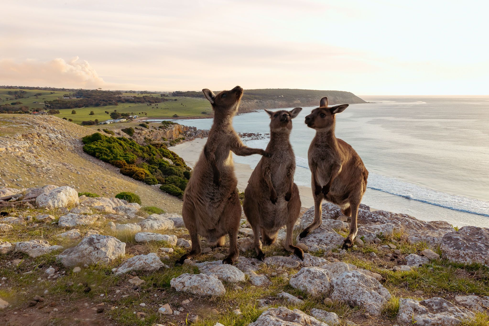Three kangaroos stand on the clifftop at golden hour, the bay and beach behind