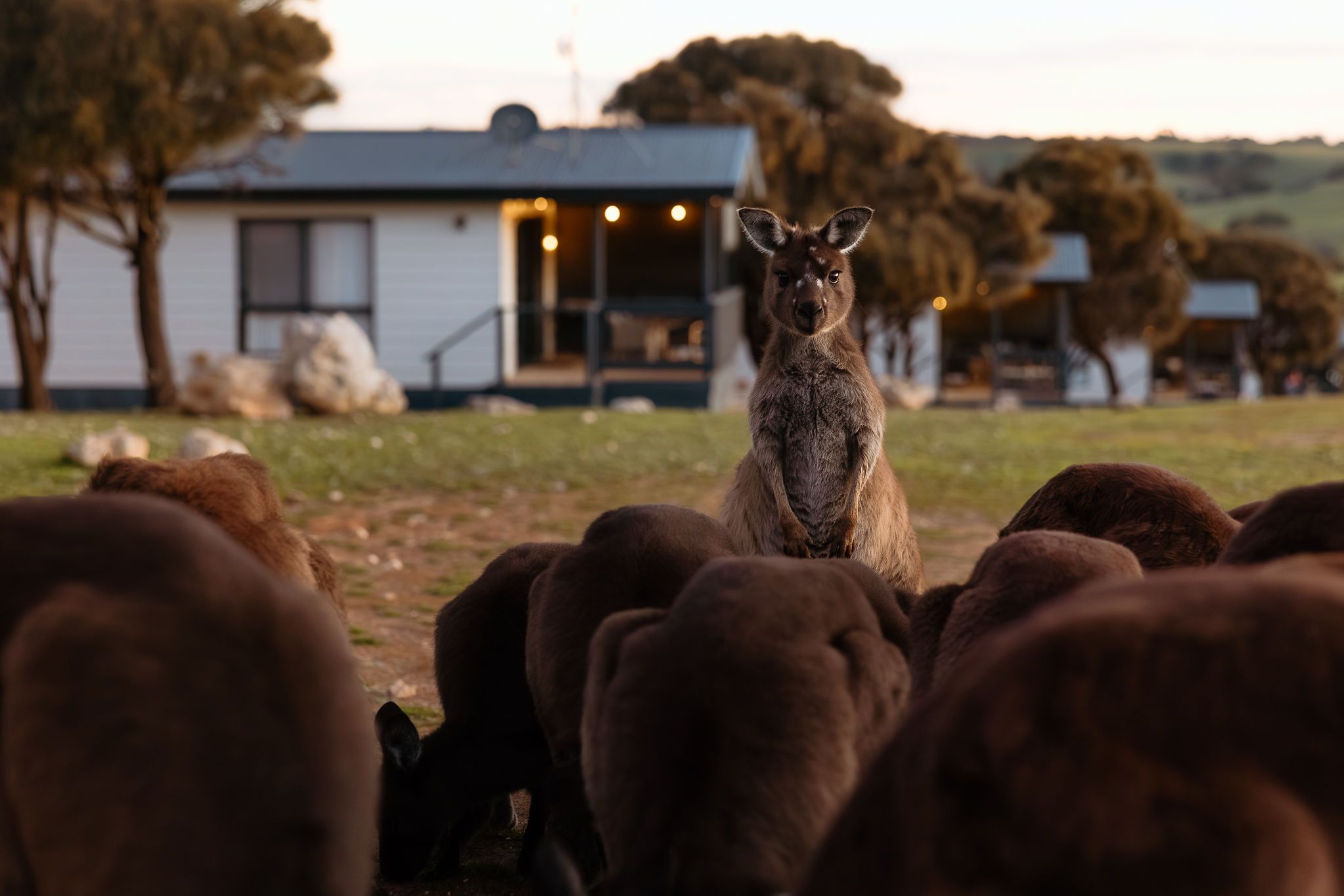 A kangaroo stands tall among grazing sheep, a lit cottage glowing behind at dusk