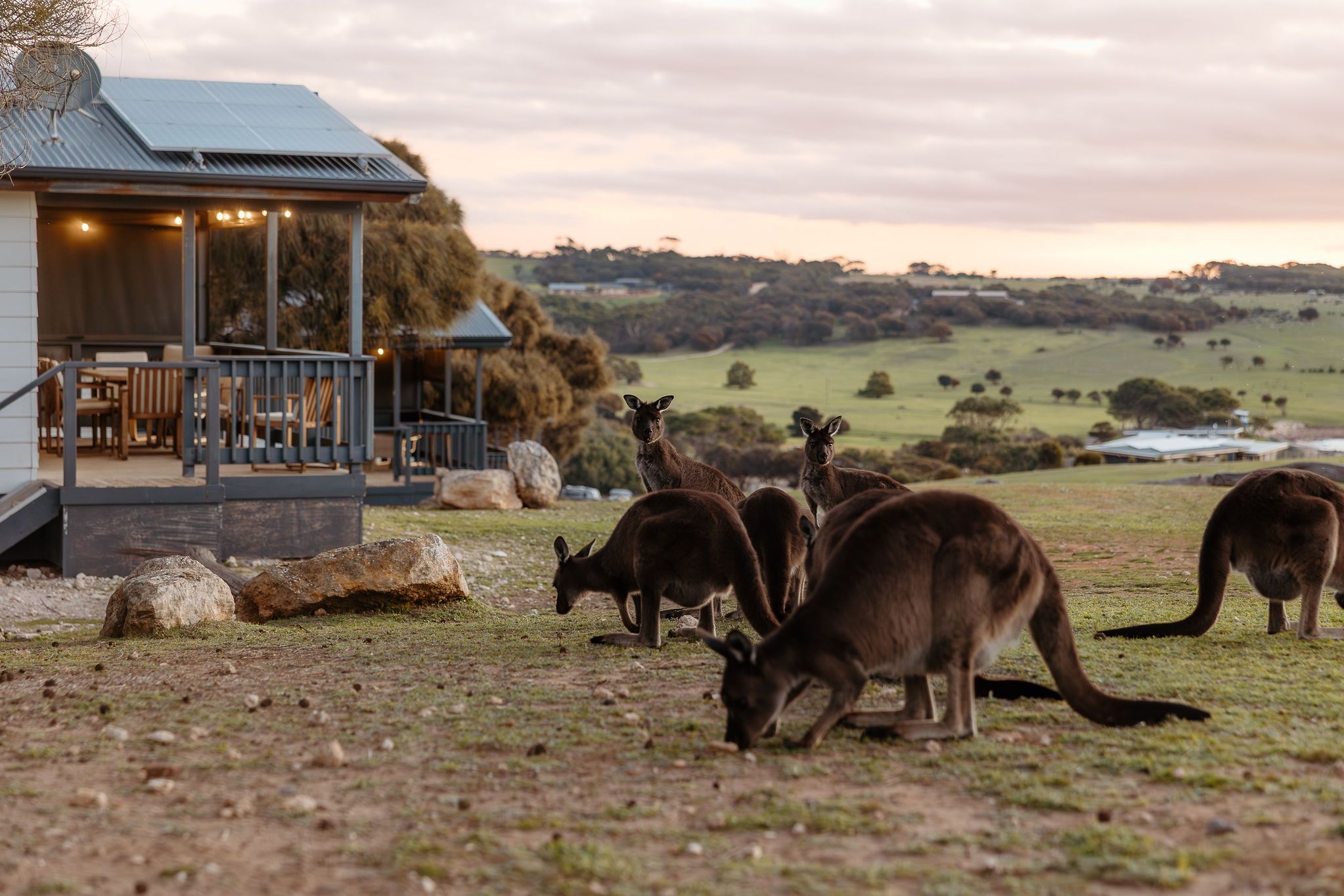 Kangaroos grazing beside a cottage deck at first light