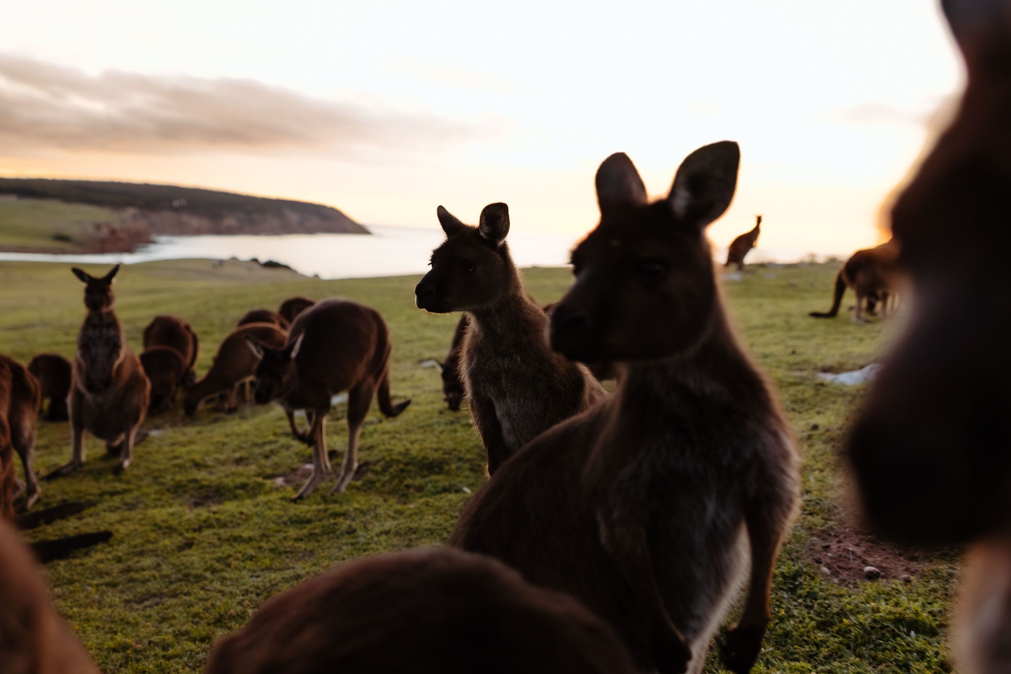 A mob of kangaroos grazing near the cottages at dusk